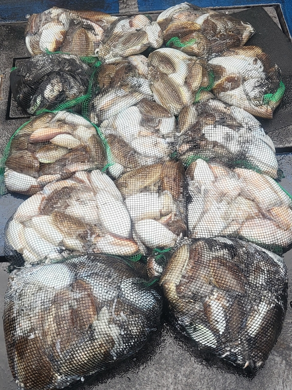 무창포뉴체이스호의 조황일지 이미지 - 10