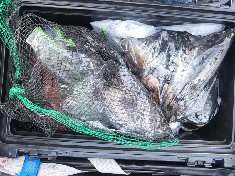 무창포뉴체이스호의 조황일지 이미지 - 12