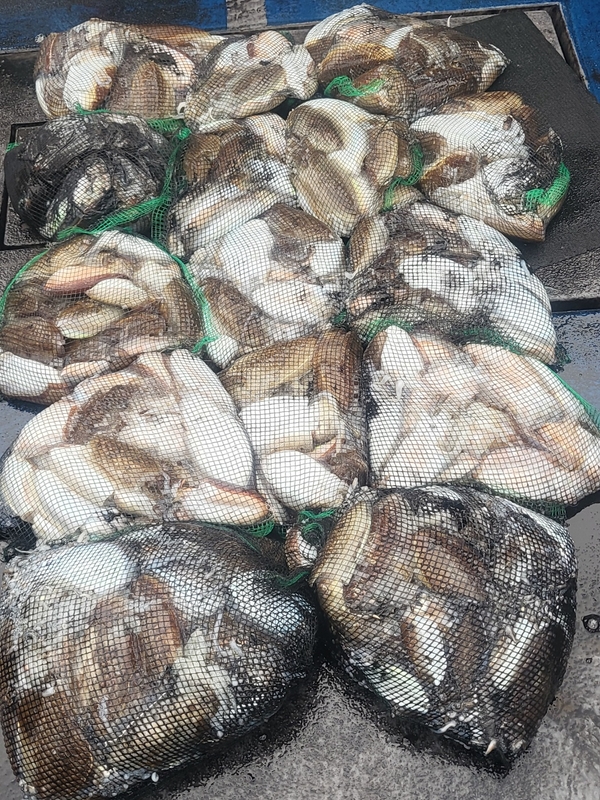 무창포뉴체이스호의 조황일지 이미지 - 9