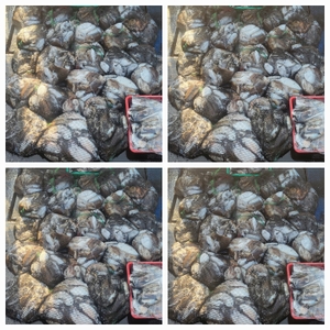 무창포 뉴체이스호 10월9일 왕갑이 찰갑이조황 선상낚시로 잡은 물고기 조황