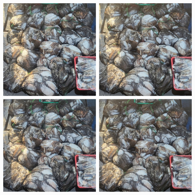 무창포뉴체이스호의 조황일지 이미지 - 0