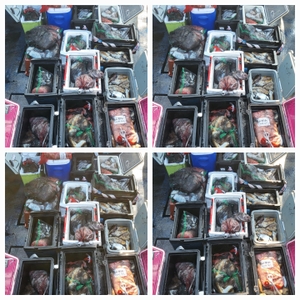 무창포 뉴체이스호 10월12일 왕갑이 왕문어조황 선상낚시로 잡은 물고기 조황