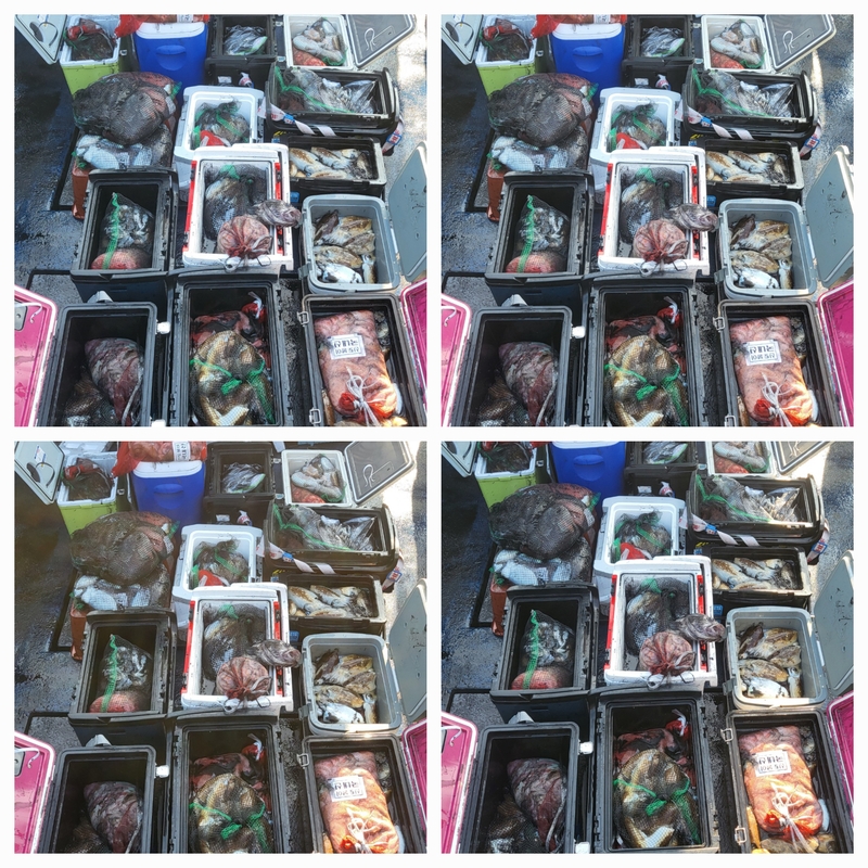 무창포뉴체이스호의 조황일지 이미지 - 0