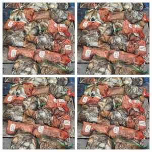 무창포 뉴체이스호 10월13일 왕갑이 문어조황 선상낚시로 잡은 물고기 조황