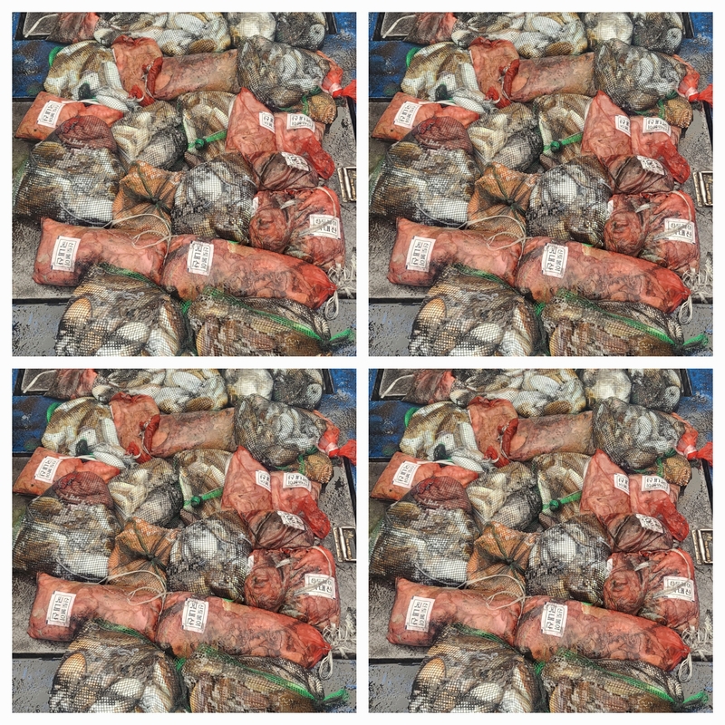 무창포뉴체이스호의 조황일지 이미지 - 0