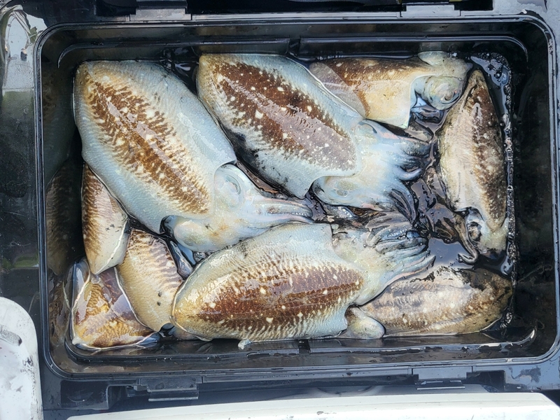 무창포뉴체이스호의 조황일지 이미지 - 11