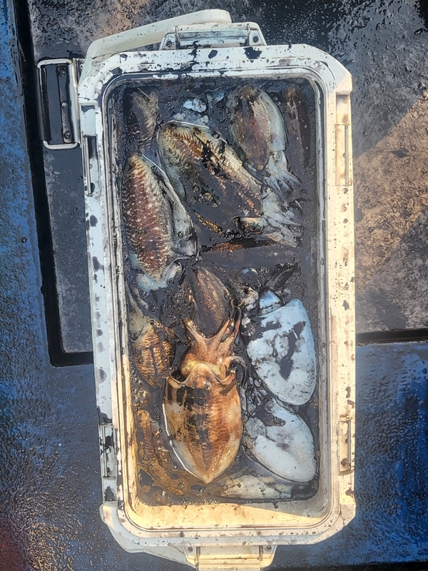 무창포뉴체이스호의 조황일지 이미지 - 6