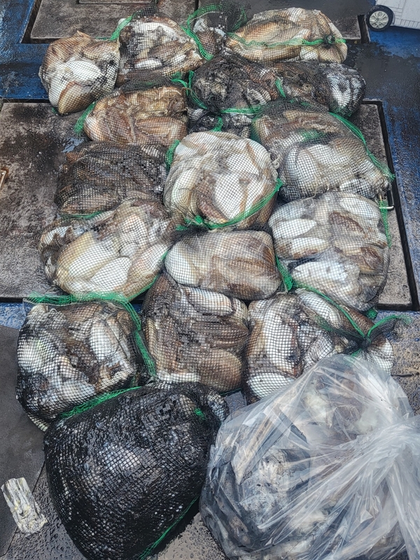 무창포뉴체이스호의 조황일지 이미지 - 10