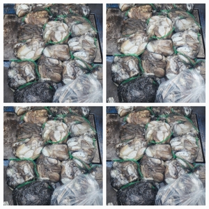 무창포체이스낚시 10월29일 왕갑이 찰갑이조황  선상낚시로 잡은 물고기 조황