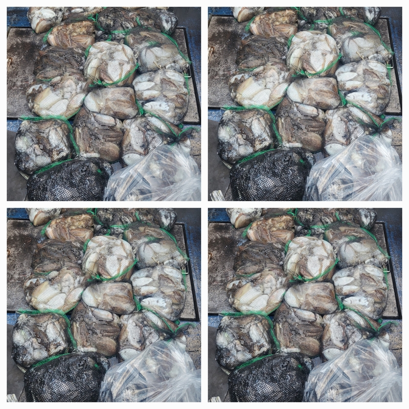 무창포뉴체이스호의 조황일지 이미지 - 0