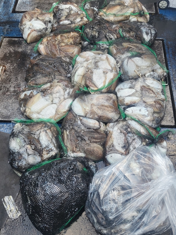 무창포뉴체이스호의 조황일지 이미지 - 12