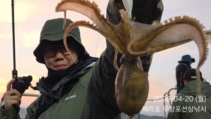 4/20 헤라호 왕주꾸미낚시 선상낚시로 잡은 물고기 조황