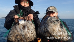 11/15 헤라호 주꾸미낚시 조황  선상낚시로 잡은 물고기 조황