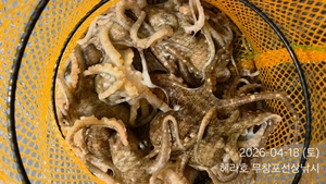 4/18 헤라호 봄주꾸미낚시  선상낚시로 잡은 물고기 조황