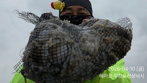 4/10 헤라호 봄주꾸미낚시 선상낚시로 잡은 물고기 조황