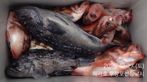 12/27 헤라호 우럭 라이트지깅 조황  선상낚시로 잡은 물고기 조황