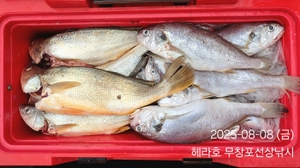 8/8 헤라호 왕백조기낚시 조황  선상낚시로 잡은 물고기 조황