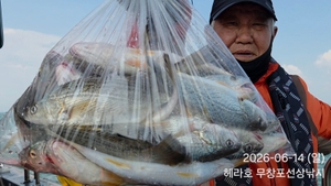 6/14 헤라호 왕백조기낚시  선상낚시로 잡은 물고기 조황