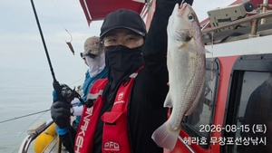 8/15 헤라호 왕백조기낚시 조황  선상낚시로 잡은 물고기 조황