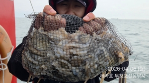 4/6 헤라호 봄주꾸미낚시, 터졌습니다. 선상낚시로 잡은 물고기 조황