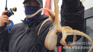 4/22 헤라호 왕주꾸미낚시  선상낚시로 잡은 물고기 조황