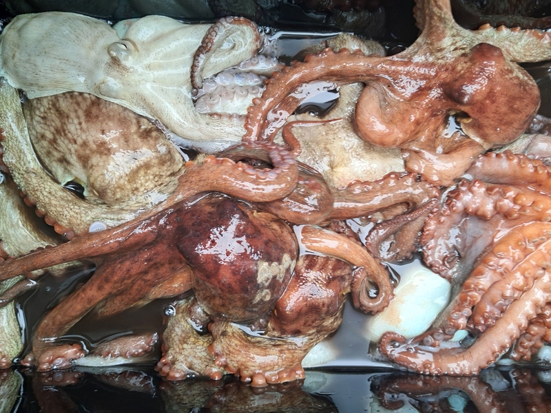 포인트피싱의 조황일지 이미지 - 13