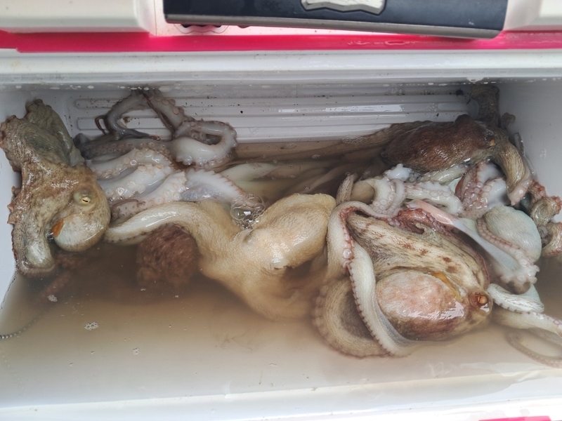 포인트피싱의 조황일지 이미지 - 17