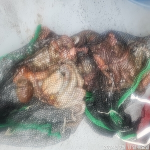 돌문어 출조 선상낚시로 잡은 물고기 조황