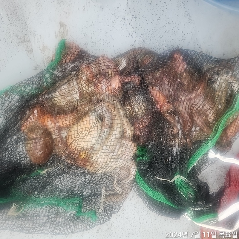 포인트피싱의 조황일지 이미지 - 0