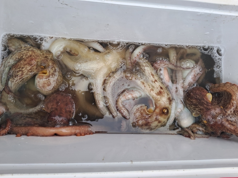 포인트피싱의 조황일지 이미지 - 15