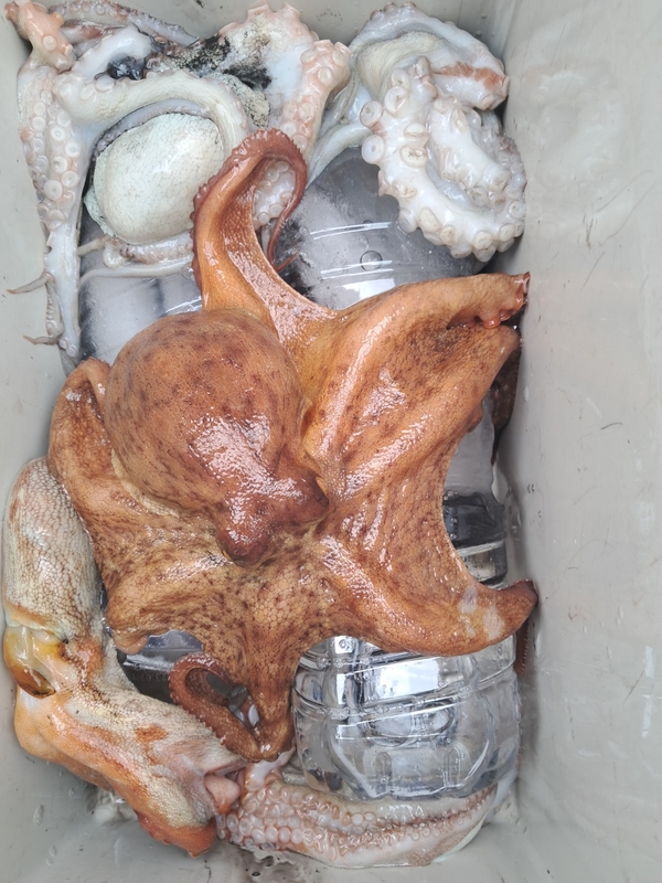 포인트피싱의 조황일지 이미지 - 9