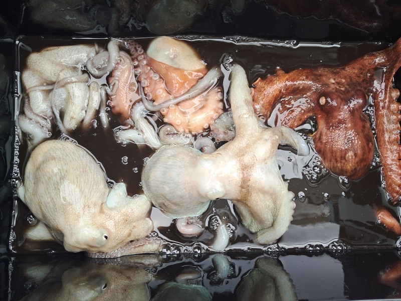 포인트피싱의 조황일지 이미지 - 12