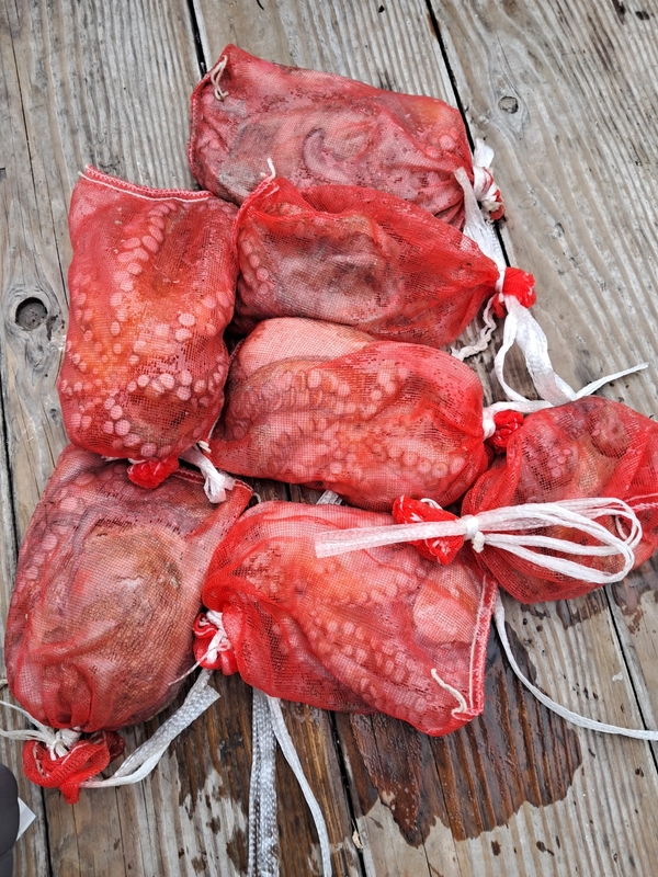 포인트피싱의 조황일지 이미지 - 18