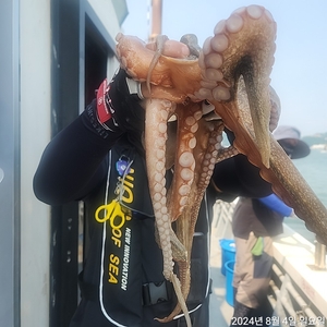 돌문어 내만갈치  선상낚시로 잡은 물고기 조황