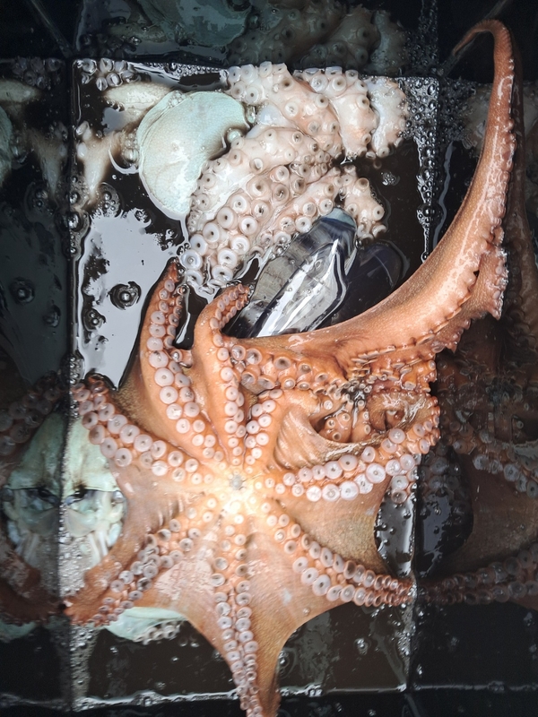 포인트피싱의 조황일지 이미지 - 14