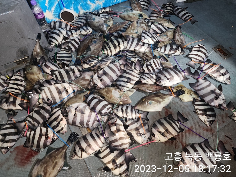 백룡호의 조황일지 이미지 - 0