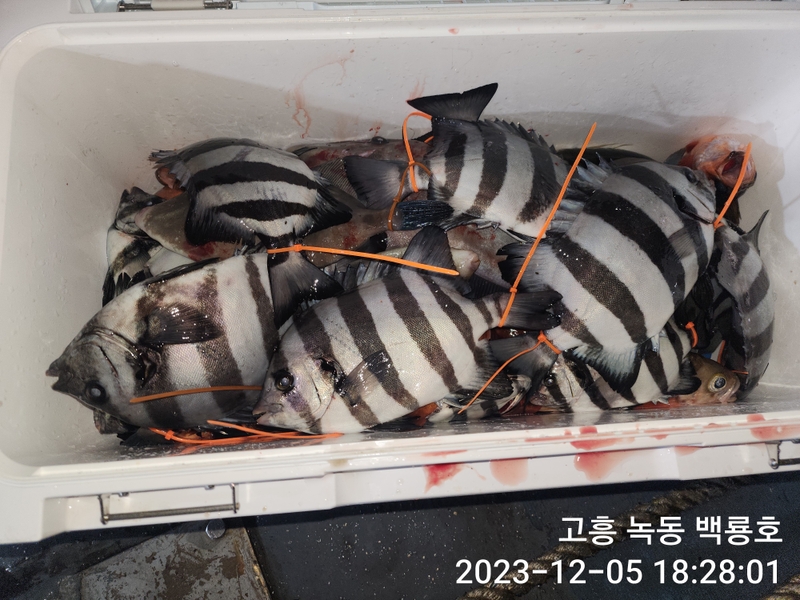 백룡호의 조황일지 이미지 - 3