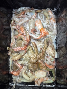8월15일 팀보스선단 문어 조황 선상낚시로 잡은 물고기 조황