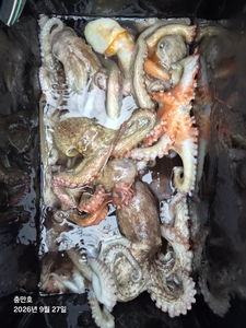 9월27일 팀보스선단 문어 조황 선상낚시로 잡은 물고기 조황