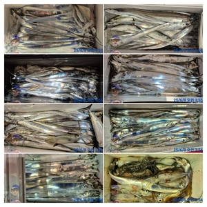 6월8일 팀보스선단 한치 갈치조황 선상낚시로 잡은 물고기 조황