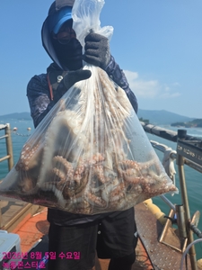 8월5일 팀보스선단 문어 조황 선상낚시로 잡은 물고기 조황
