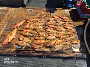 5월13일 팀보스 붉바리외수질,갑오징어 조황 선상낚시로 잡은 물고기 조황