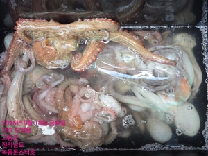 9월18일 팀보스선단 문어 대박조황 선상낚시로 잡은 물고기 조황