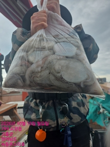 10월19일 팀보스선단 문어 조황 선상낚시로 잡은 물고기 조황