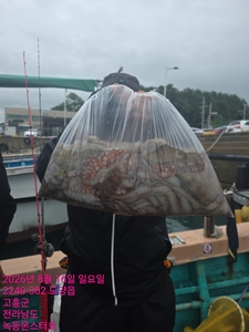 8/16팀보스선단 문어 조황 선상낚시로 잡은 물고기 조황
