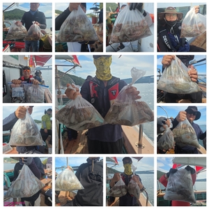 9월24일 팀보스선단 문어 조황 선상낚시로 잡은 물고기 조황