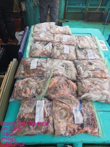 10월20일 팀보스선단 문어 조황 선상낚시로 잡은 물고기 조황