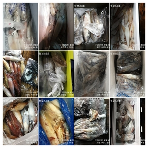 4월30일 한치 조황 선상낚시로 잡은 물고기 조황