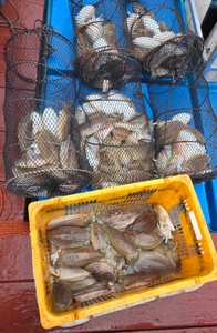 제주 리틀자이언트호 9일 갑오징어조황(한림항) 선상낚시로 잡은 물고기 조황