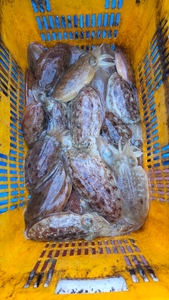 제주 리틀자이언트호 1월4일 갑오징어조황!! 선상낚시로 잡은 물고기 조황